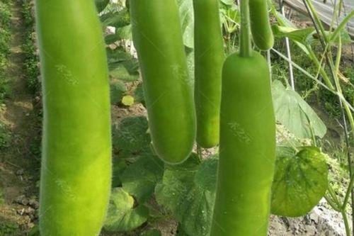 瓠瓜怎么烧着吃最好吃视频,家常美味，营养满分