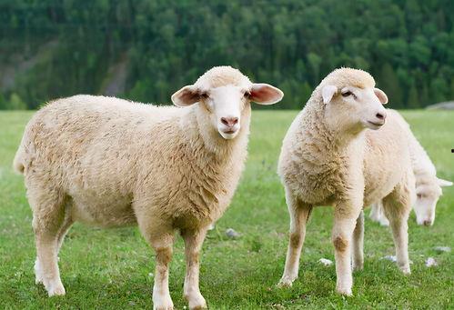 牵羊吃瓜的视频大全播放,趣味横生的欢乐时光回顾