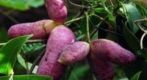 蝈蝈吃八月瓜视频播放,蝈蝈品尝美味瞬间