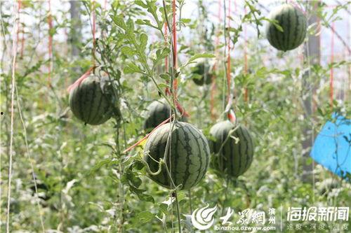 汶上吃瓜事件视频最新版,最新视频揭露惊人真相，网友热议不断