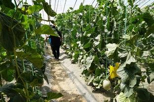 翰林苑销售吃瓜视频,揭秘网红营销背后的秘密