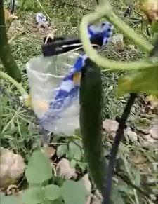 济宁泗水吃瓜事件真相视频,真相视频曝光背后的真相