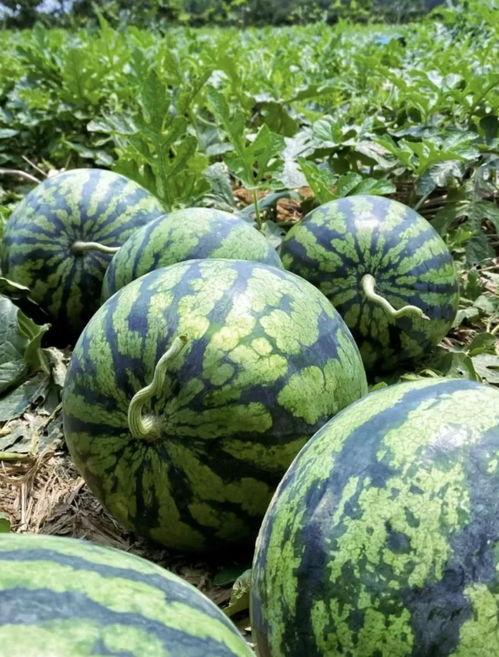 临沧吃瓜事件视频最新情况,视频揭露惊人真相，最新进展引发热议