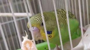 鹦鹉可以吃小瓜虫吗视频,小瓜虫能否成为其美食