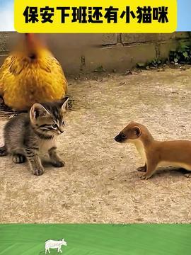 动物吃瓜搞笑段子大全视频,萌宠演绎欢乐喜剧